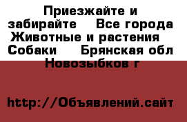 Приезжайте и забирайте. - Все города Животные и растения » Собаки   . Брянская обл.,Новозыбков г.